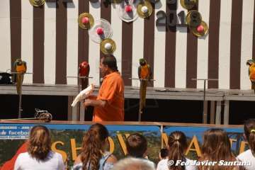 Espectáculo de aves exóticas de Paco Pluma en El Caracol (Foto Francisco Javier Santana)